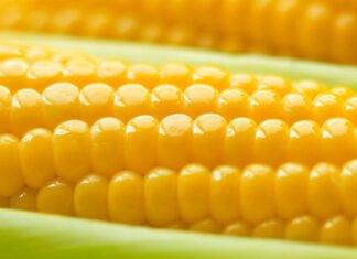 A fábula do milho premiado