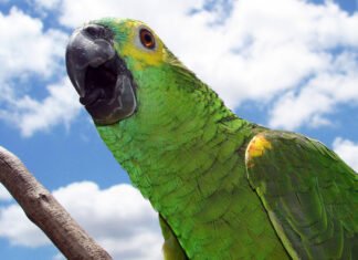 A piada do papagaio e do pitbull