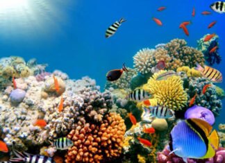 A história do mundo em duas horas