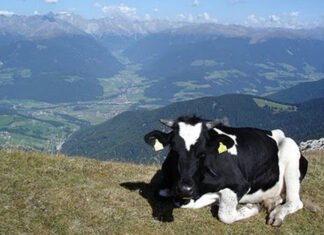 A vaca no precipício