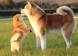 Zoologia X Eutanásia