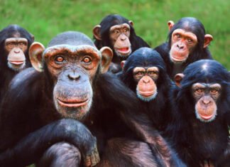 Entrevista de INRI CRISTO ao Mundo Símio – Introdução