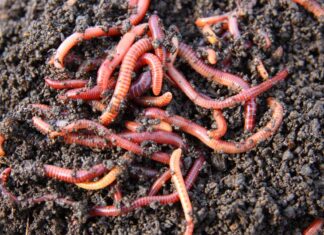 Parábola do Verminoso